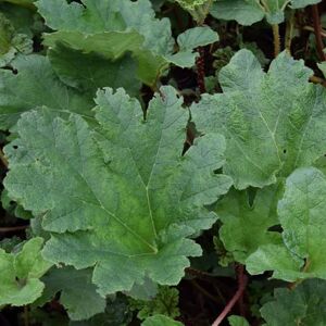 Gunnera manicata ---